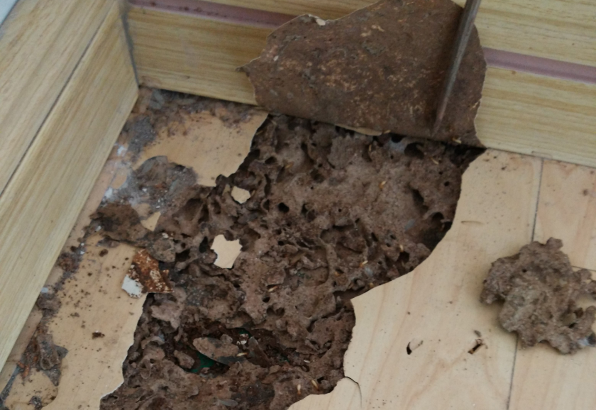 專(zhuān)業(yè)白蟻防治所教您如何滅殺白蟻